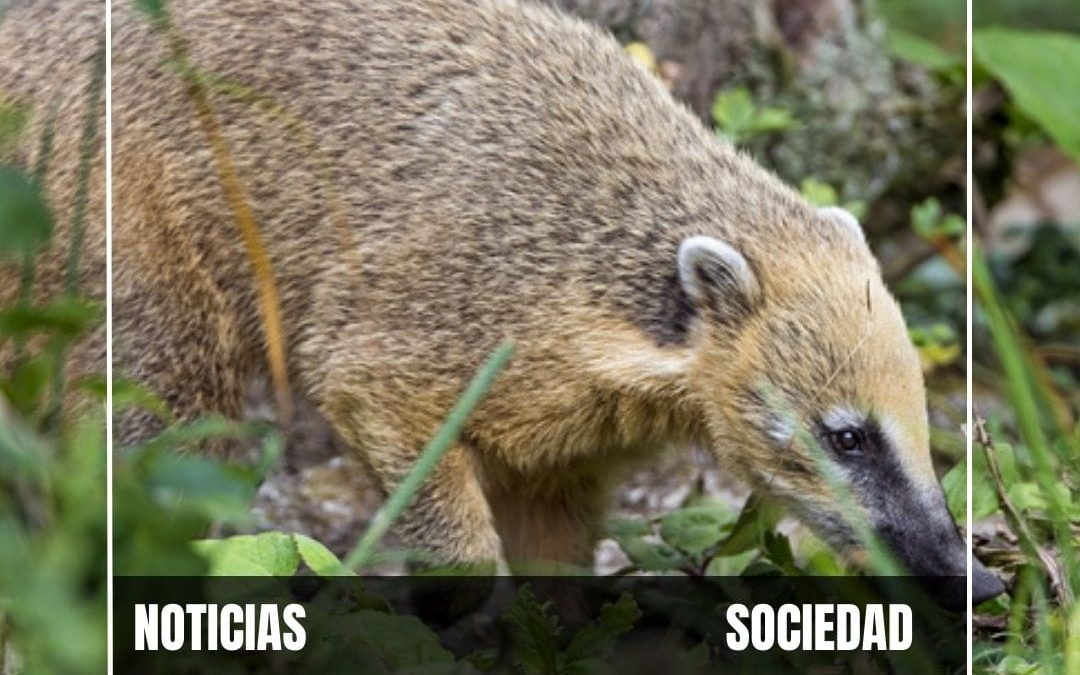 CONCENTRACIÓN DE ANIMALISTAS