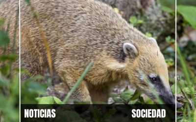 CONCENTRACIÓN DE ANIMALISTAS