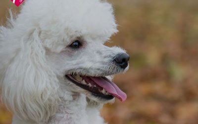 SE CUMPLIERON 34 AÑOS DE UNA TRAGEDIA INSÓLITA: TRES MUERTOS POR LA CAÍDA DE UN CANICHE DESDE EL 13 PISO