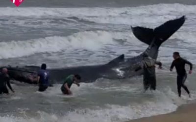 UNA BALLENA BEBÉ QUEDÓ ENCALLADA EN LA LAGUNA DE ROCHA