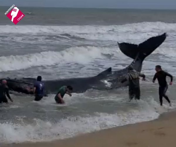 UNA BALLENA BEBÉ QUEDÓ ENCALLADA EN LA LAGUNA DE ROCHA