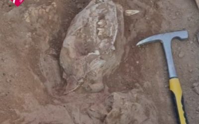 DESCUBREN EN ARGENTINA LOS RESTOS DE UN TIGRE DIENTE DE SABLE